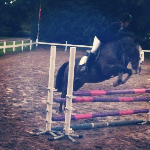 Fransk Sportspony Manel *Soul Mate* billede 14