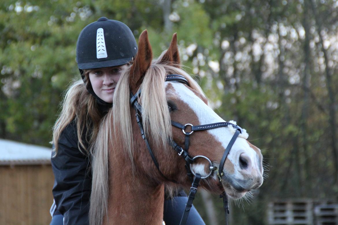 Welsh Cob (sec D) Whitesocks(Sokke) - Hej, velkommen til Sokkes profil, håber at i vil elske ham <3 billede 1