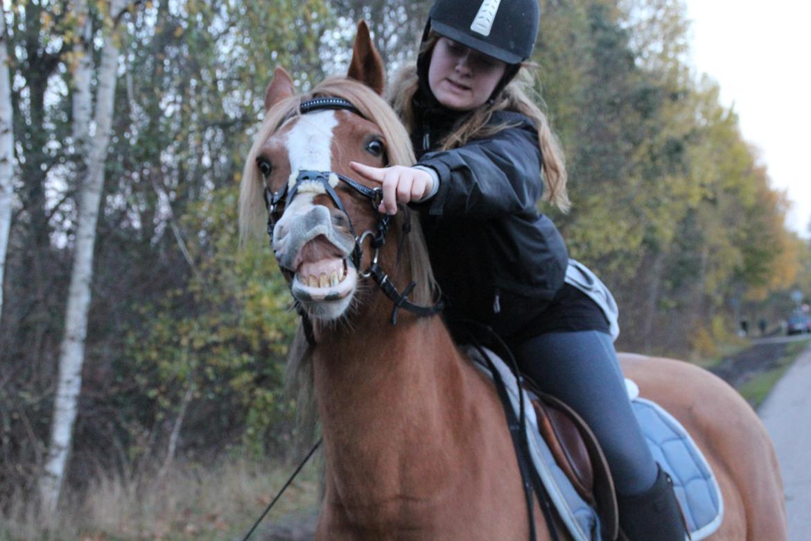 Welsh Cob (sec D) Whitesocks(Sokke) - smiiiil <3 skønne pony <3
foto: katja-tak <3 <3 billede 4
