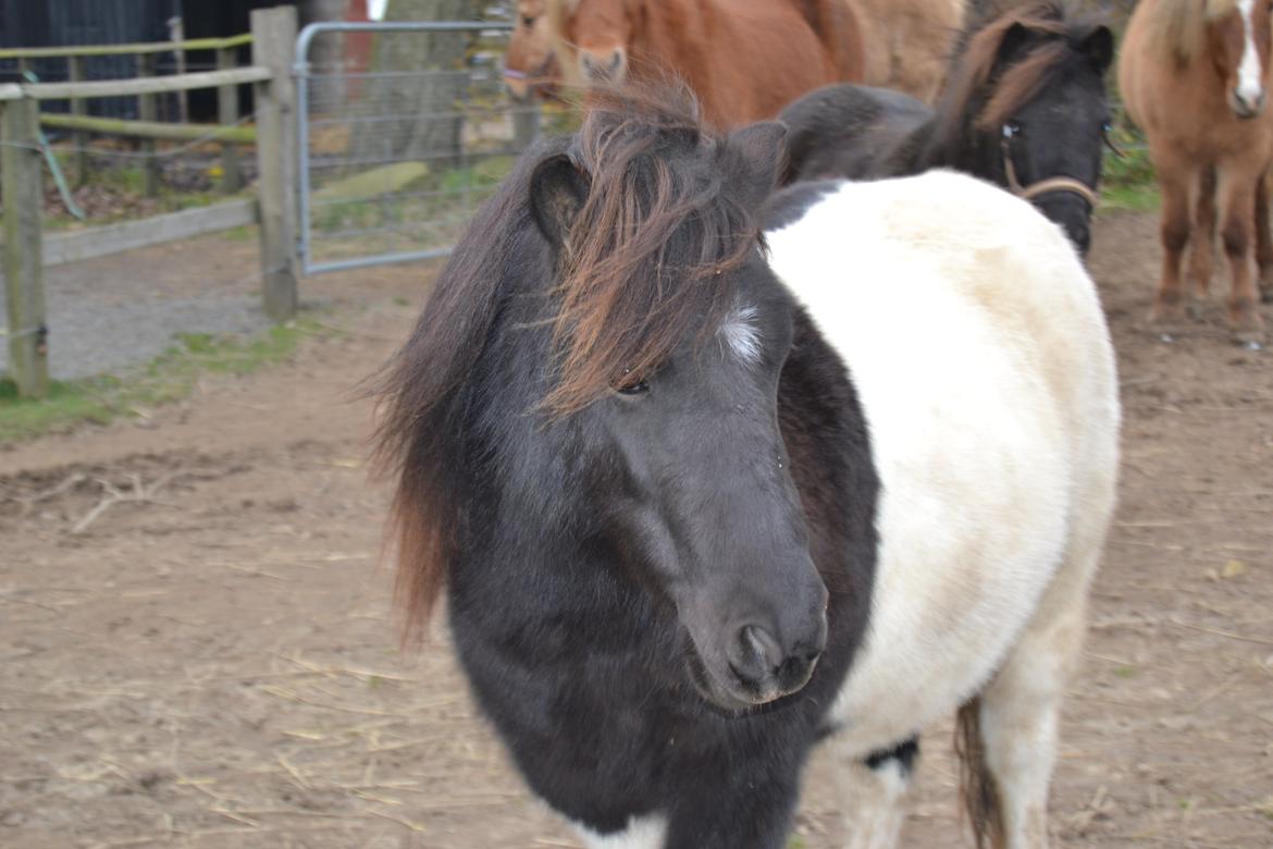 Anden særlig race Hjortagers Trisse - Lille fotomodel<3 billede 11