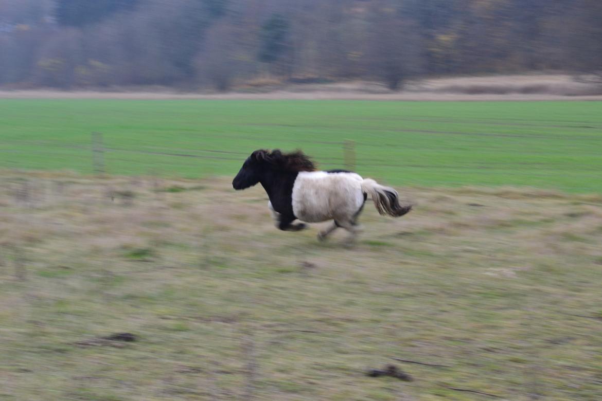 Anden særlig race Hjortagers Trisse - Trisse giver den gas på folden! :-D billede 12