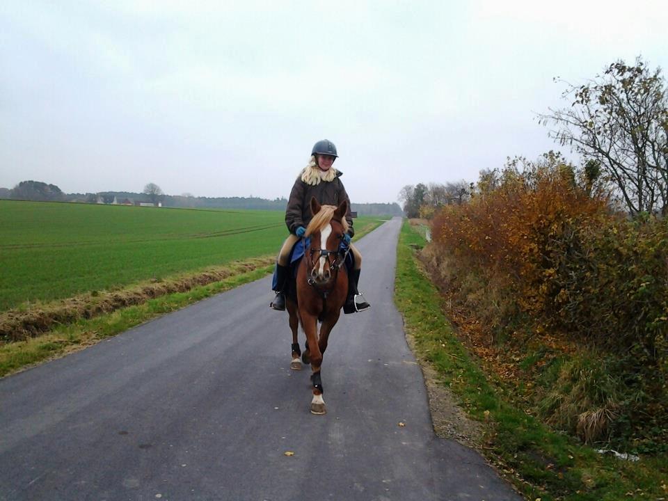 Anden særlig race maybe baby (låne pony) billede 11