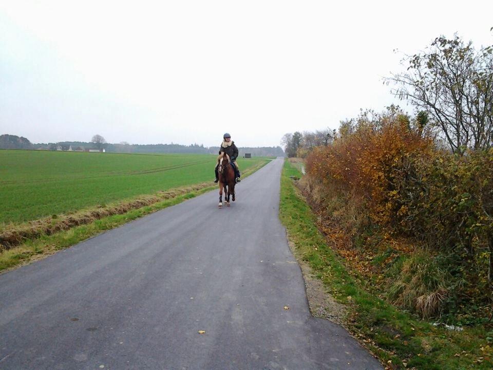 Anden særlig race maybe baby (låne pony) billede 12