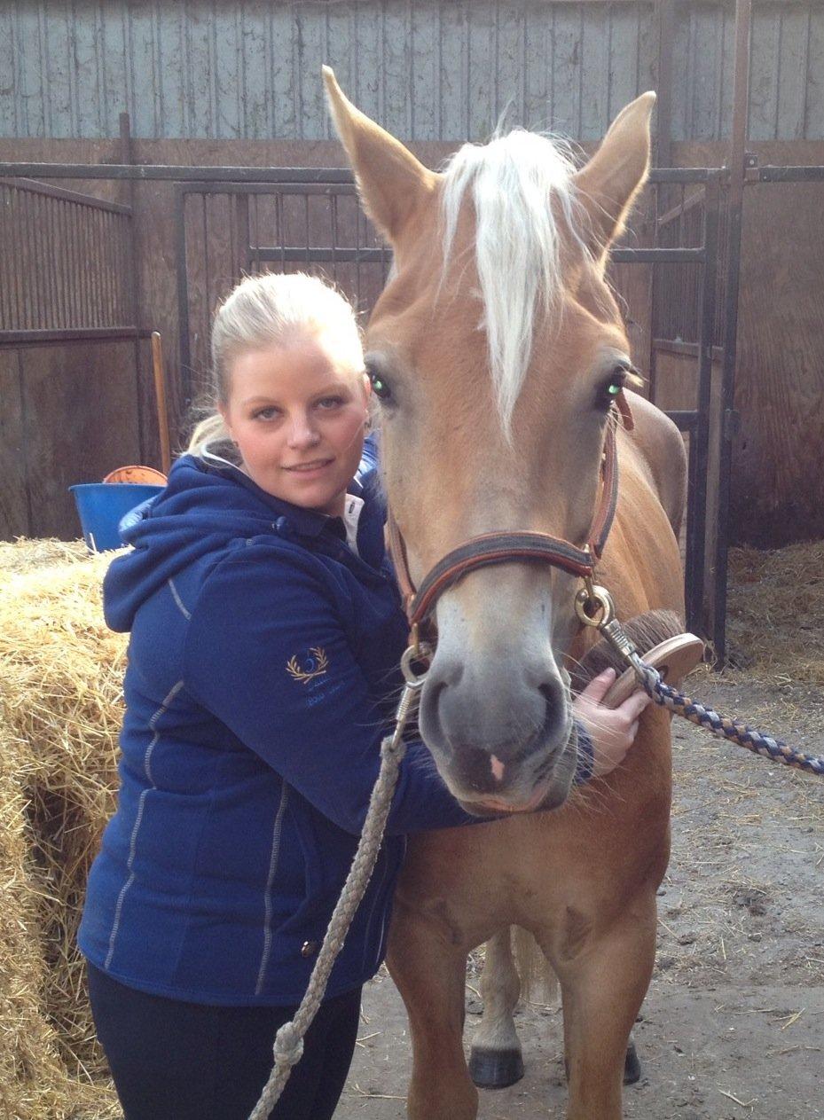 Haflinger Alex billede 17
