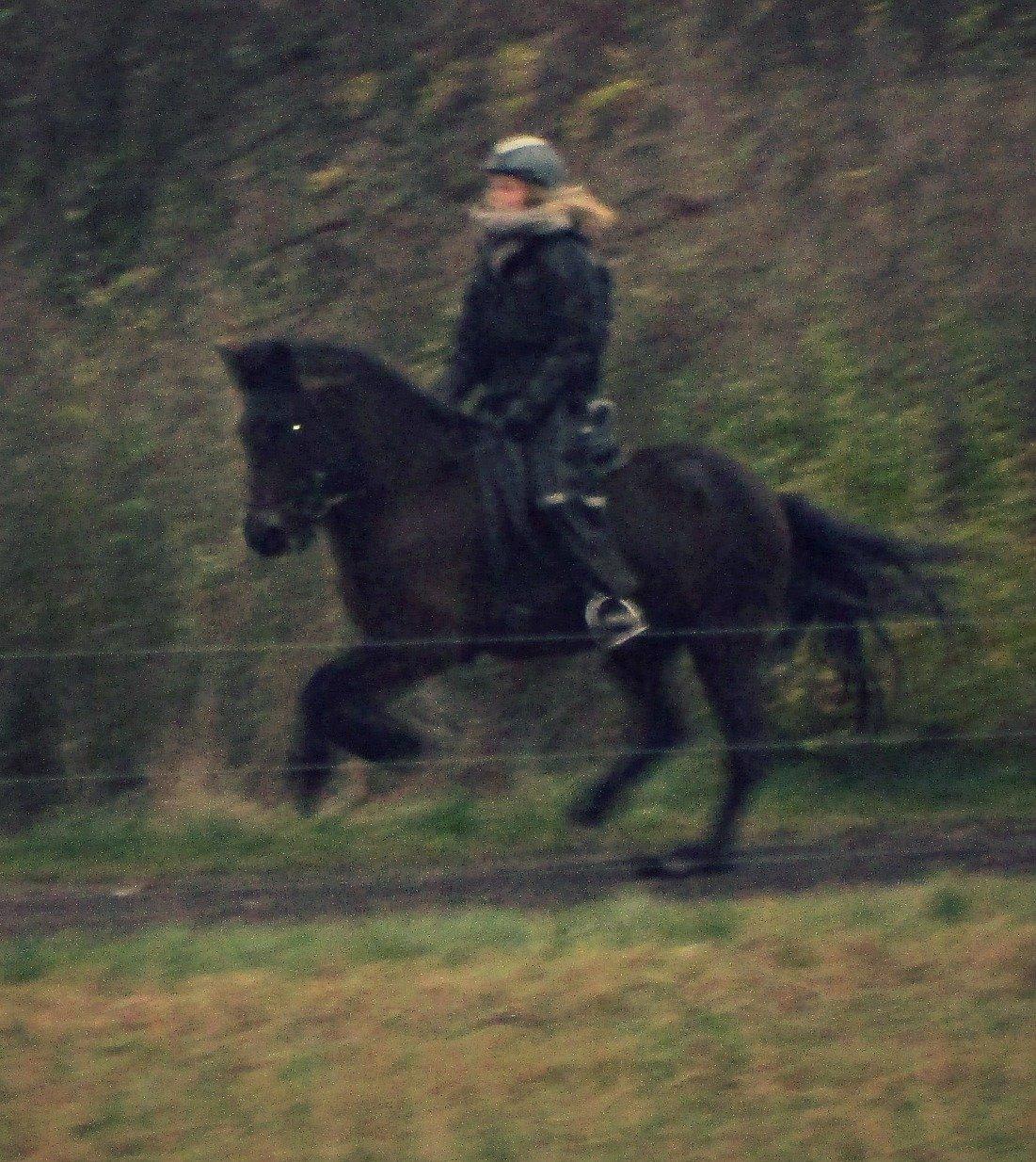 Islænder Gáska frá Skovfryd - Galop på grusvejen. billede 3