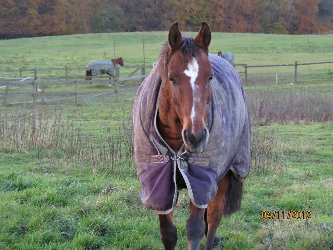 Anden særlig race Dinar - Første gang han kom til mig :D billede 5