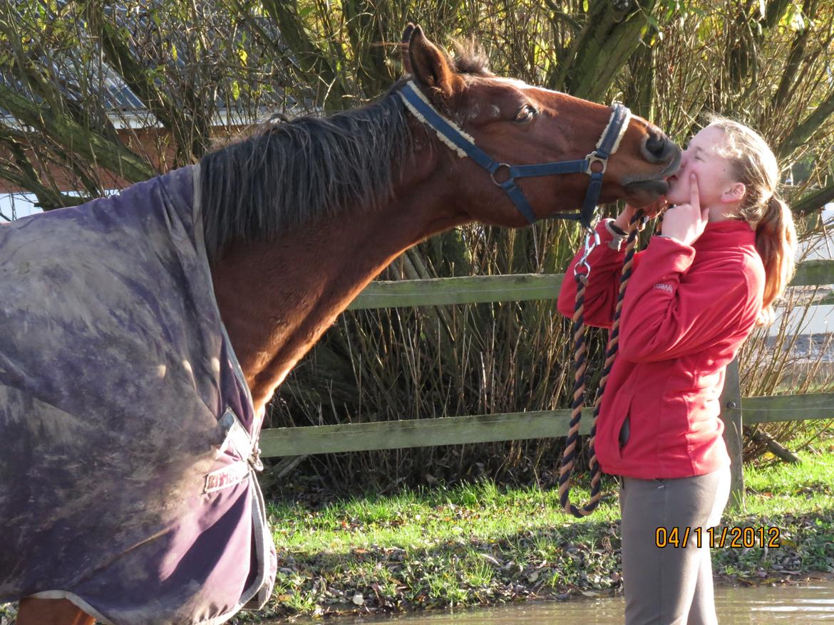 Anden særlig race Dinar billede 14
