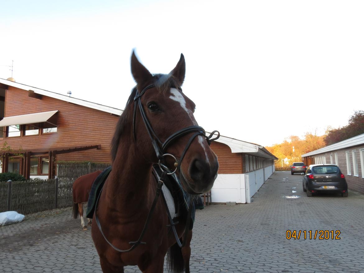 Anden særlig race Dinar - På vej i skoven  billede 7