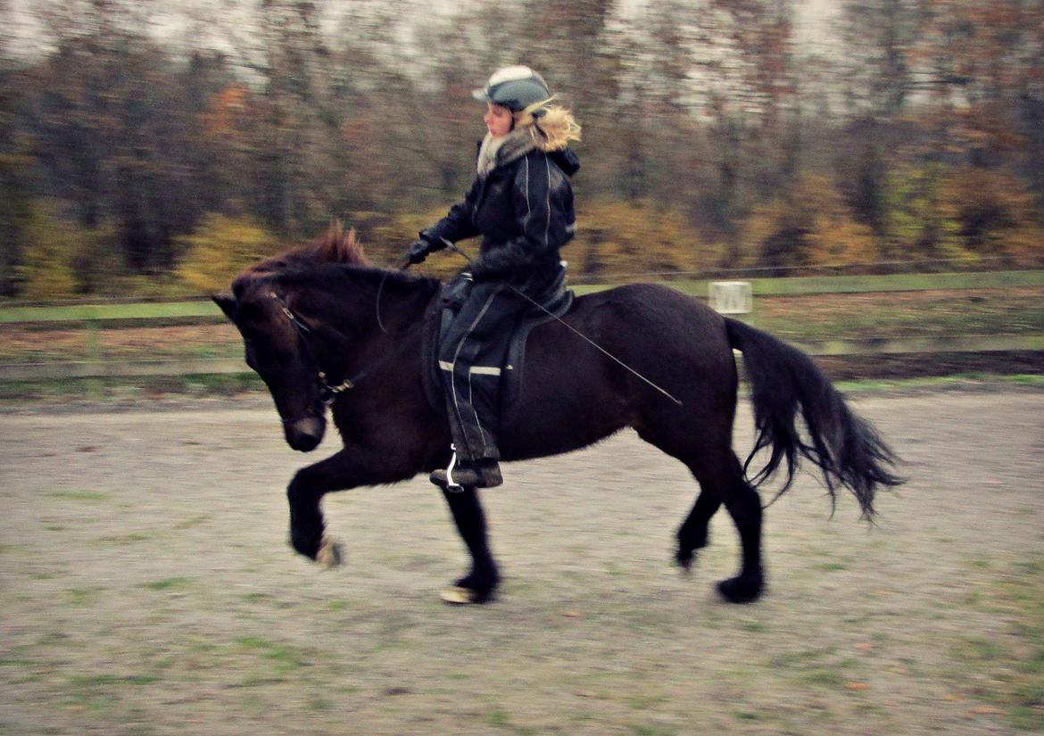 Islænder Gáska frá Skovfryd - Trav på ridebanen. billede 5