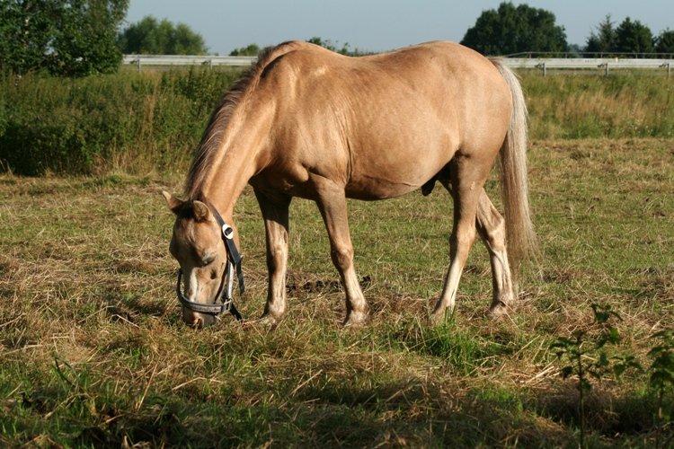 Anden særlig race Valdemar (gamle passer) - Sommergræs 2012 billede 9