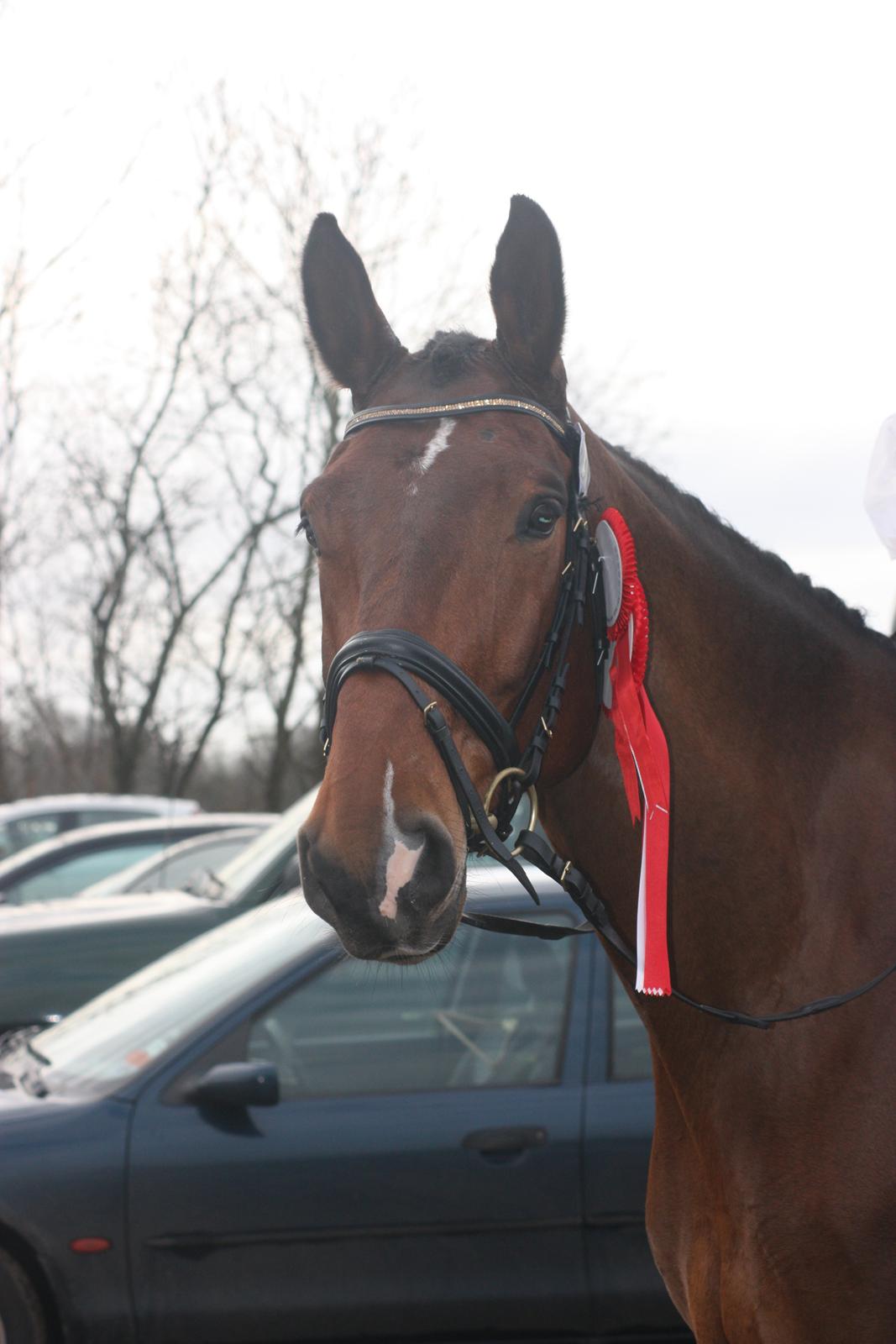 Holstener Vestergårdens La Luna - 18-11/2 ~ Vinder af VORBASSE CUP 2012 ! billede 2