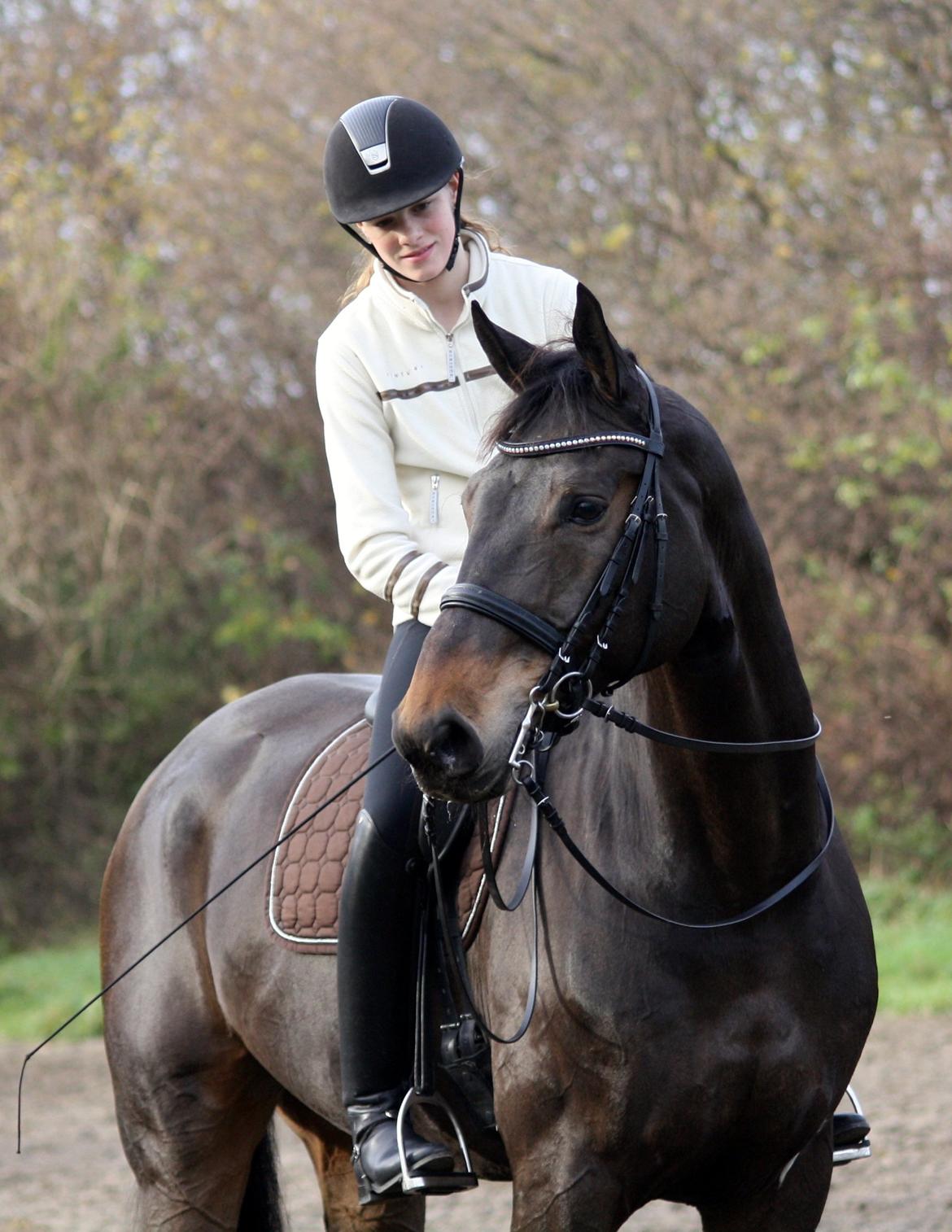 Westfaler Fernet D - A hest billede 6