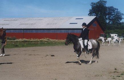 Pinto Solvej †   billede 16