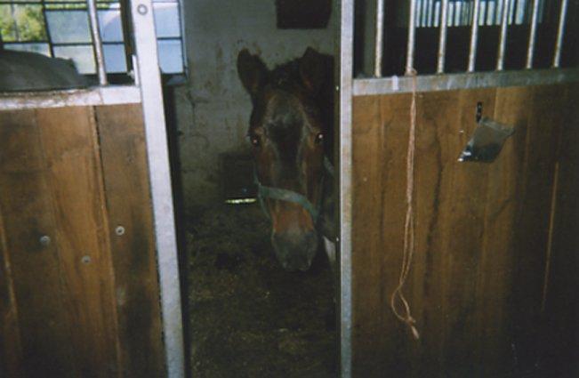 Pinto Solvej †   billede 17