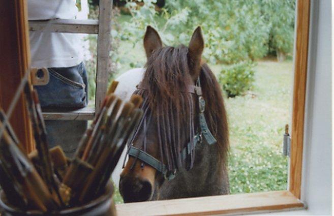 Pinto Solvej †   billede 18