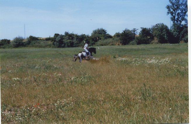 Pinto Solvej †   billede 19