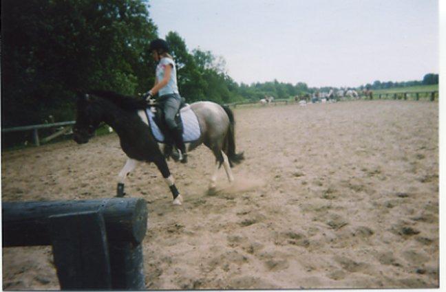 Pinto Solvej †   billede 20