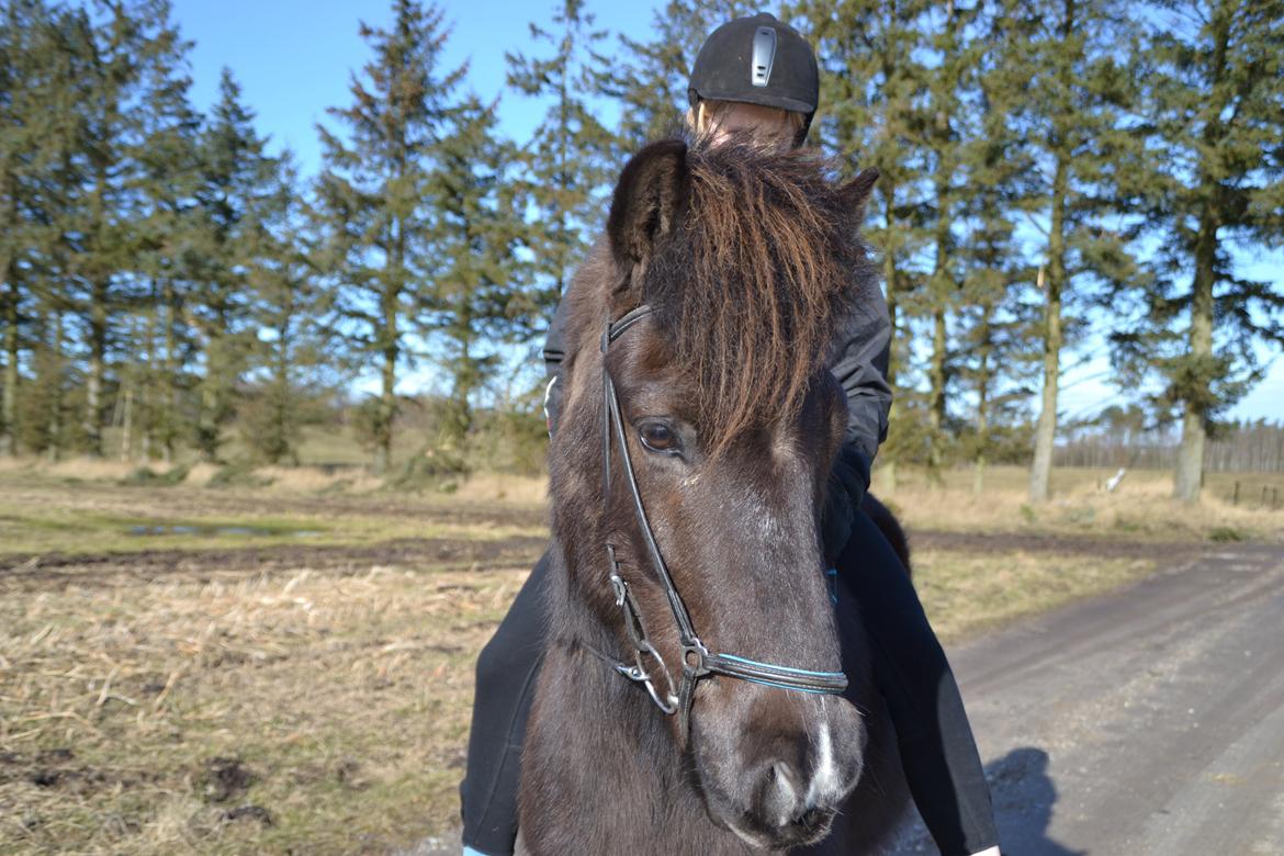 Islænder Baldur fra Vindinghoved billede 6