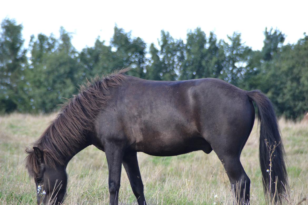 Islænder Baldur fra Vindinghoved billede 11