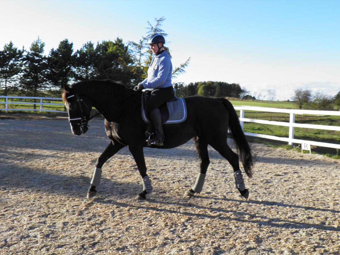 Dansk Varmblod De Luxe R billede 9