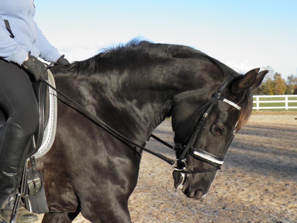 Dansk Varmblod De Luxe R billede 10