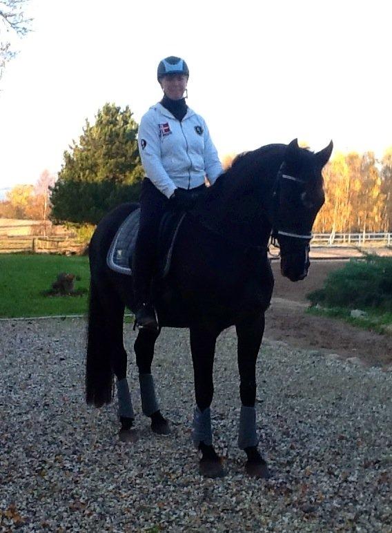 Dansk Varmblod De Luxe R billede 11