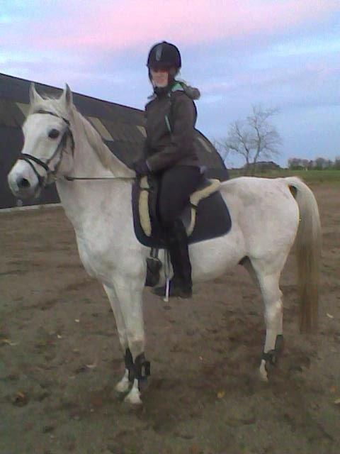 Shagya Araber (SH) Cheval - Så kom det første ride billede <3 billede 6