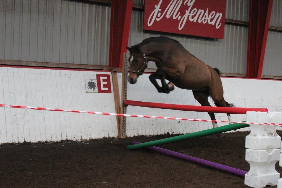 Anden særlig race Ego A Go Go - Dressurponyen hopper 1 meter! :-) billede 3