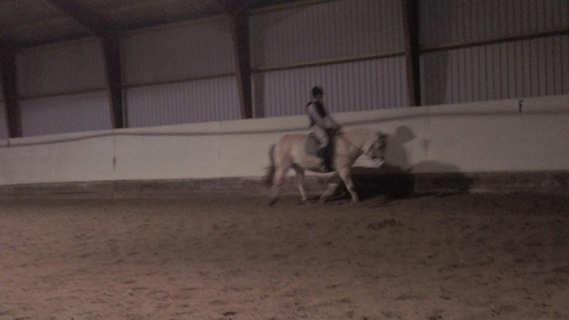 Fjordhest Saga billede 14