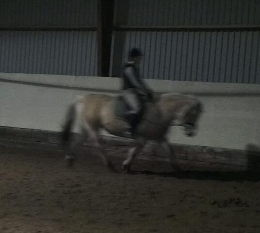 Fjordhest Saga billede 15