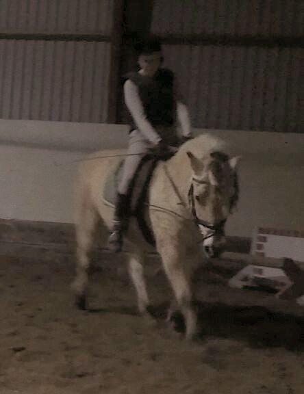 Fjordhest Saga billede 16