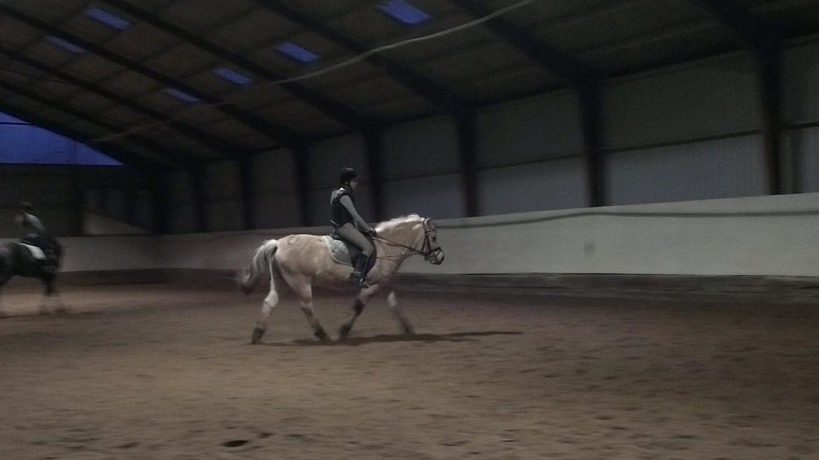 Fjordhest Saga billede 17