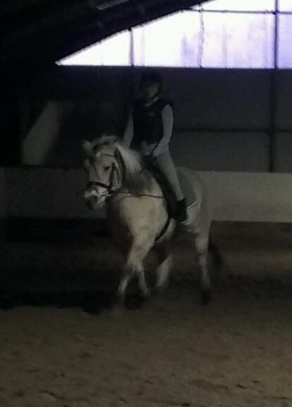 Fjordhest Saga billede 18