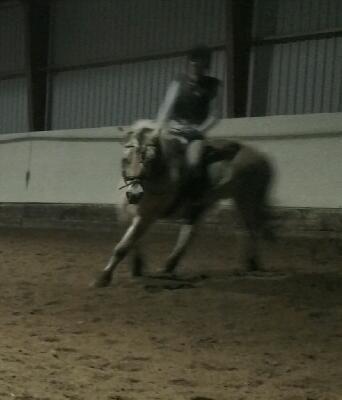 Fjordhest Saga billede 19