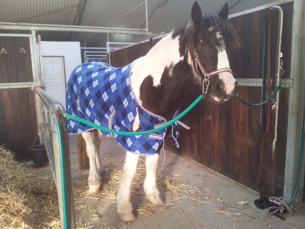 Irish Cob Fighter - Han er en dejlig dreng. Også på staldgangen billede 5