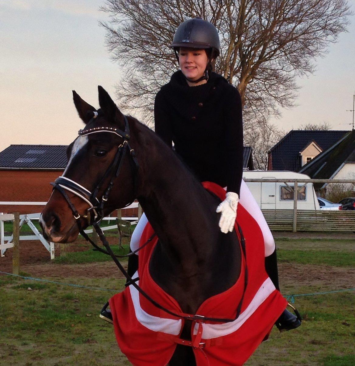 Dansk Varmblod Kronborgs Deco - HINGST - Stine & Deco nov 2012 billede 7