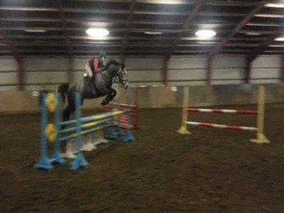 Holstener Lodenwijk l  (Ludwig) - 06.11.12 billede 11