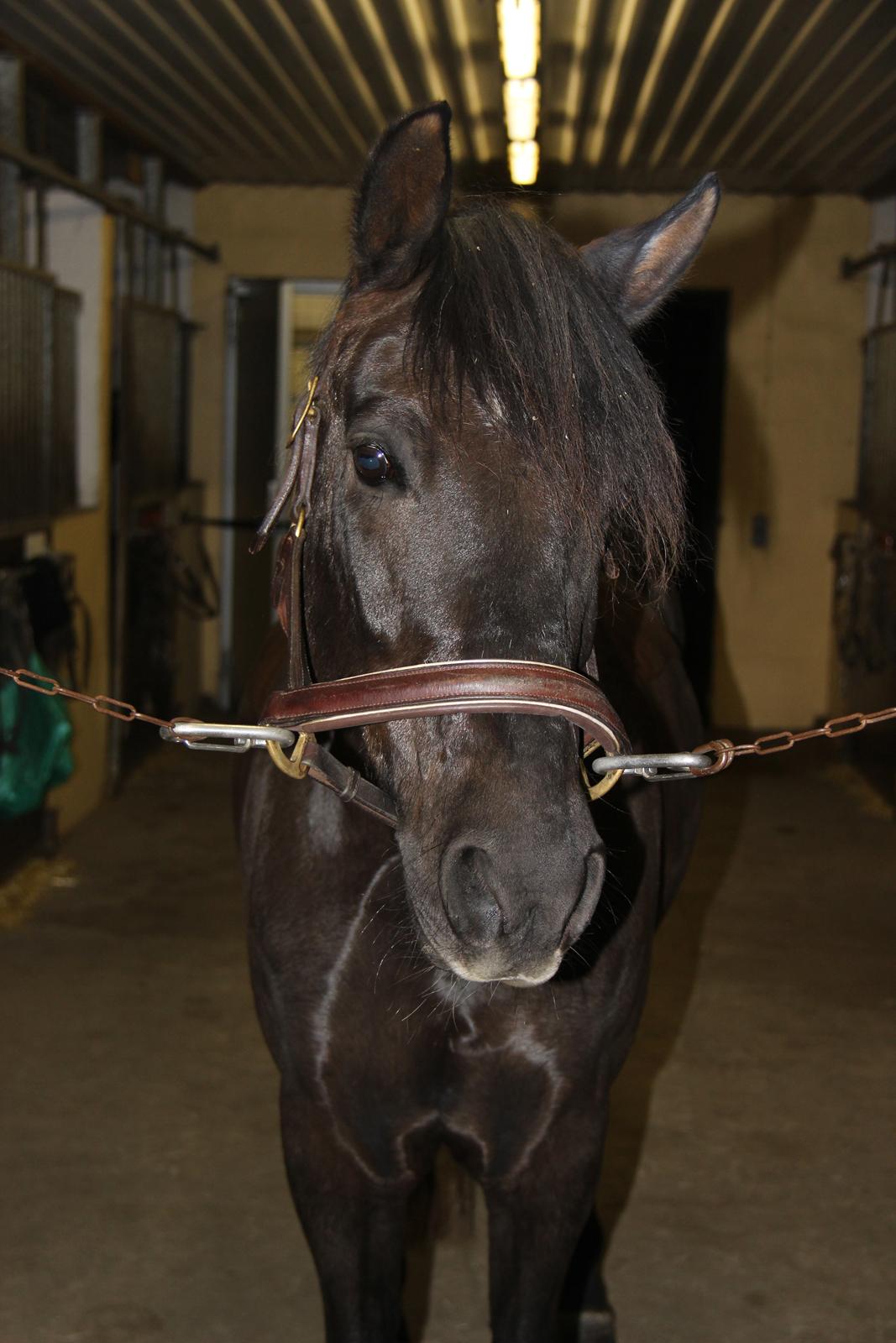 New Forest Kikkenberg's Rikki - Før "opfletning" til vores først stævne :-) billede 6