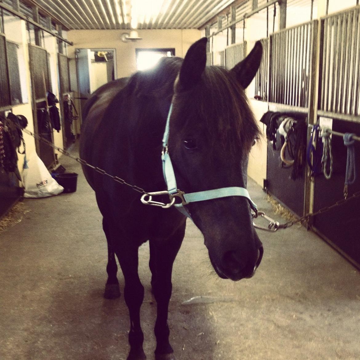 New Forest Kikkenberg's Rikki billede 10