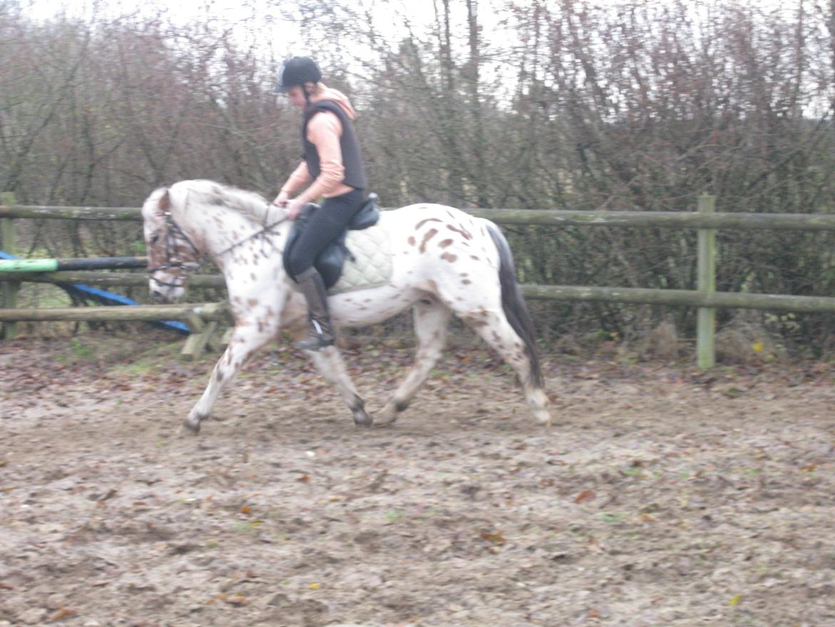 Knabstrupper Murphy *Min basse* <3 billede 5