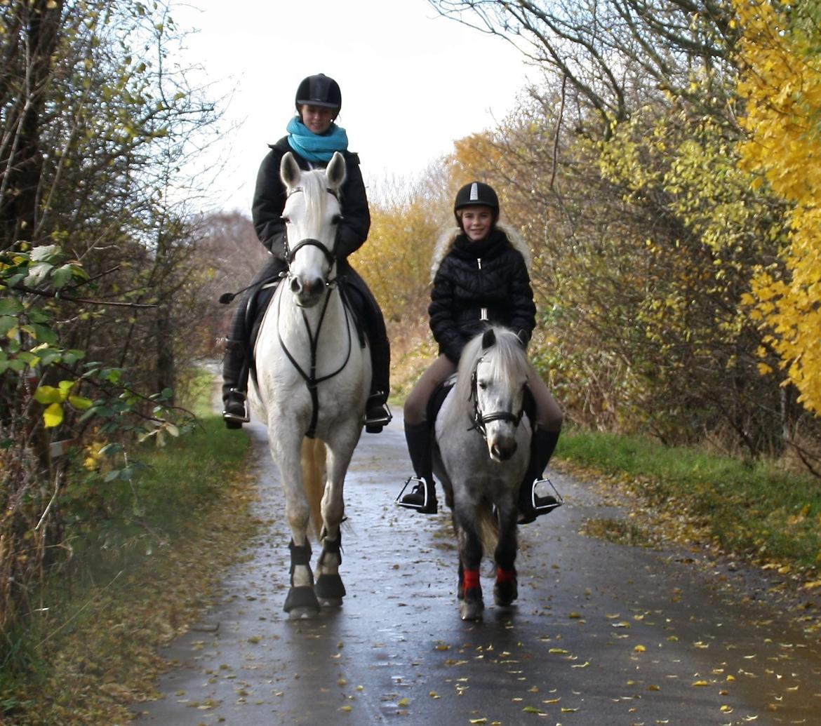 Connemara Mona - Foto: Maja Jo billede 9