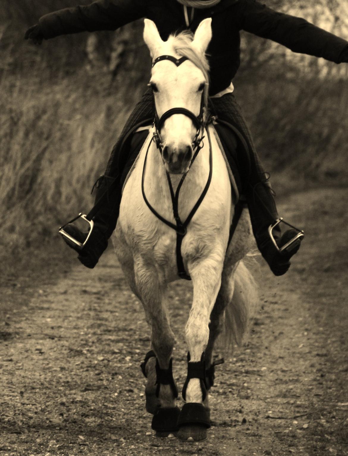 Connemara Mona - Foto: Maja Jo billede 5