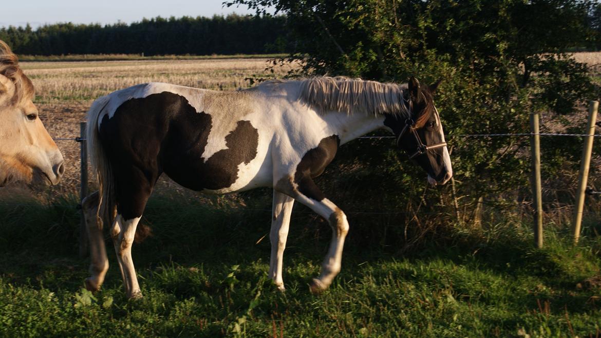 Anden særlig race Østerbroens Nova billede 9