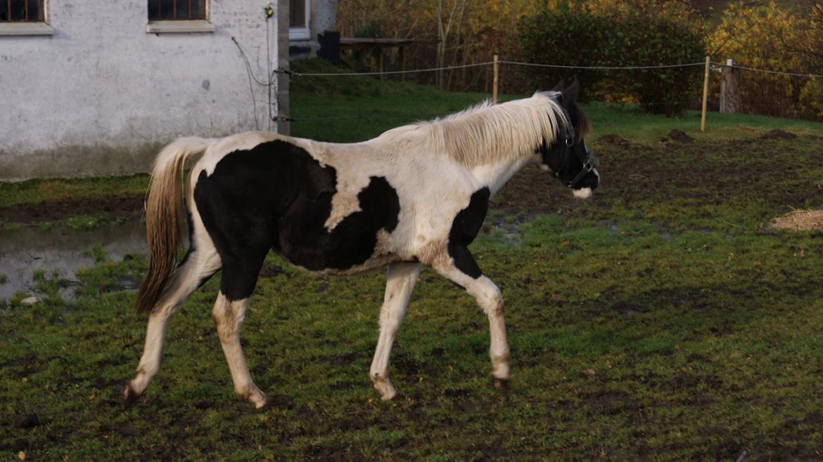 Anden særlig race Østerbroens Nova billede 11