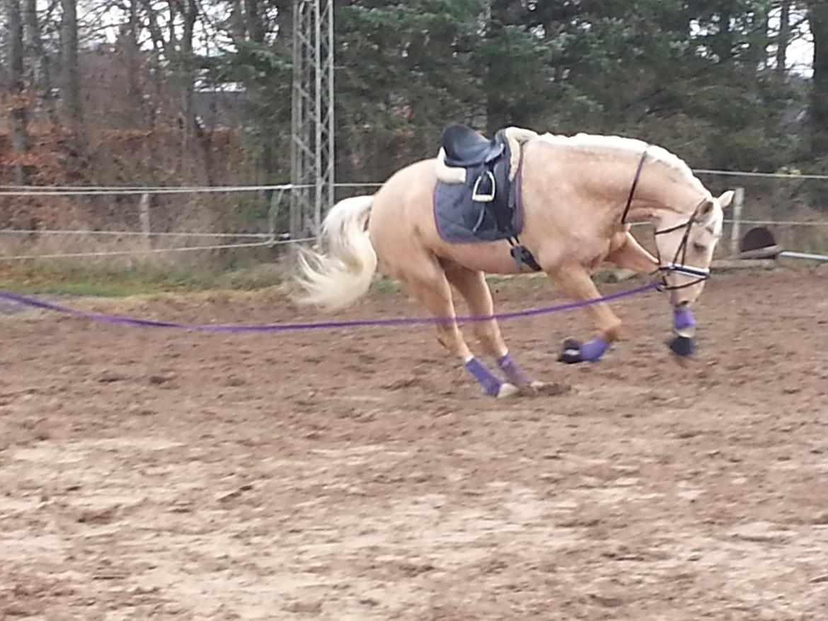 Palomino Heimdals amazing miracle - " Jeg er vild" :D Lige inden jeg skulle op på ham :D
 billede 16