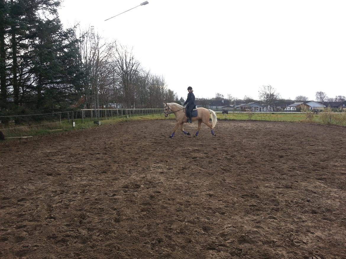 Palomino Heimdals amazing miracle billede 4