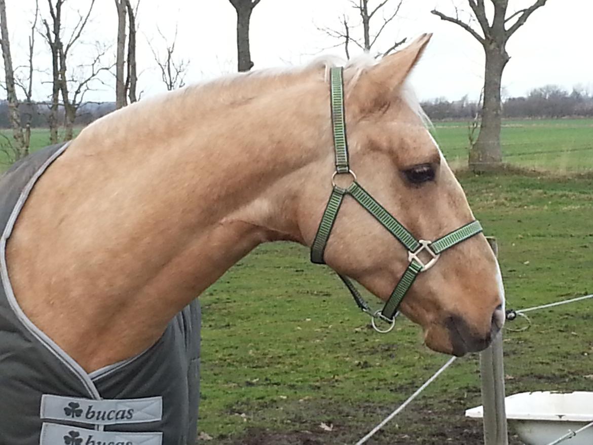 Palomino Heimdals amazing miracle - Venter på min nye foldkammerat :D 
 billede 5