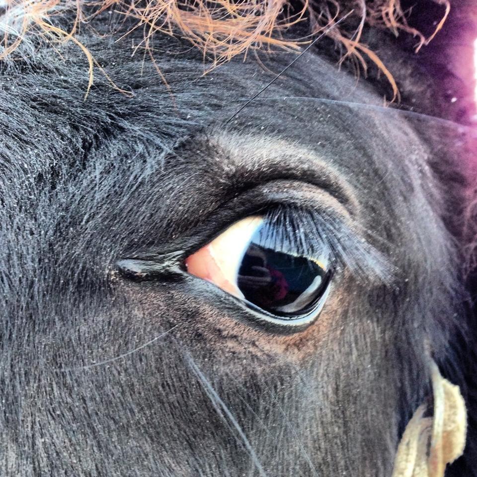 Anden særlig race penny <3 - penny`s øje <3 billede 11