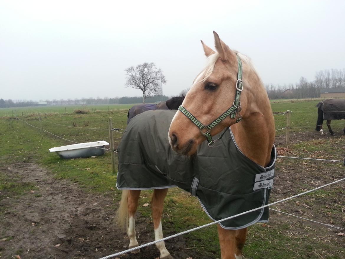 Palomino Heimdals amazing miracle - Første dag på fold, uden en foldkammerat:D billede 6