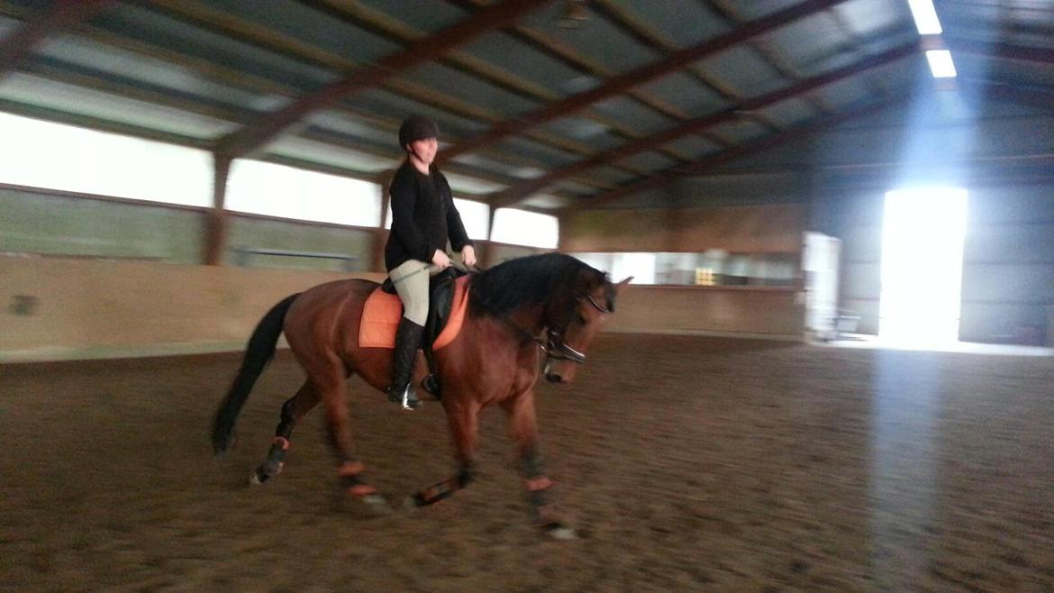 Anden særlig race *L*A*I*K*A* - lidt dressur billede 4